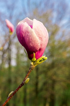Beautiful pink magnolia with soft focus. Coloured applied effect of toning.の写真素材