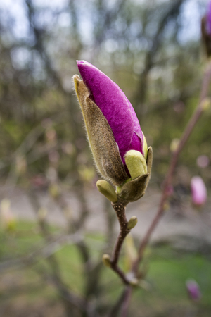 Beautiful pink magnolia with soft focus.の写真素材