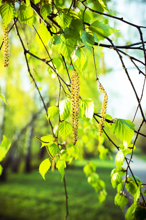 spring birch branch with buds in the sunlightの写真素材