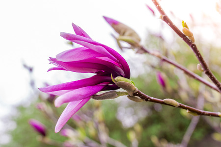 Beautiful pink magnolia with soft focus. Coloured applied effect of toning.の写真素材