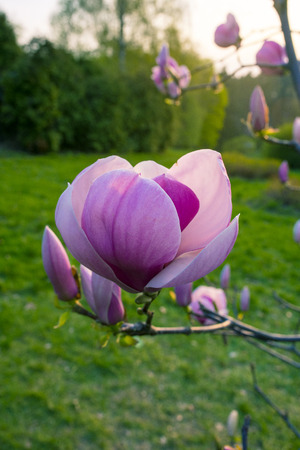 Beautiful pink magnolia with soft focus.の写真素材