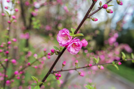 Beautiful sakura with soft focus. Coloured applied effect of toning.の写真素材