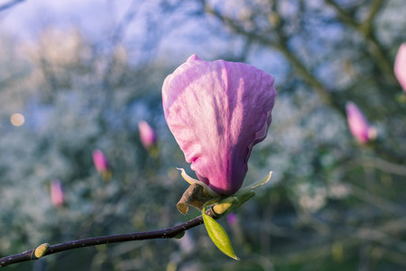 Beautiful pink magnolia with soft focus. Coloured applied effect of toning.の写真素材