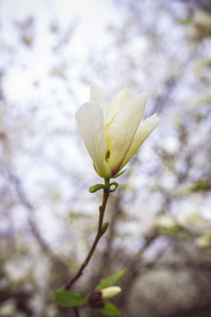 Beautiful white magnolia in spring with soft focusの写真素材