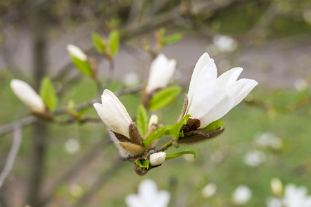 Beautiful white magnolia in spring with soft focusの写真素材