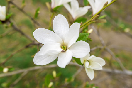Beautiful white magnolia in spring with soft focusの写真素材