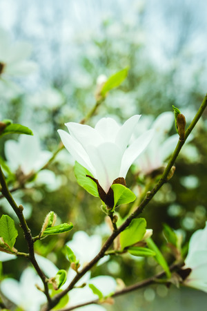 Beautiful white magnolia in spring with soft focusの写真素材