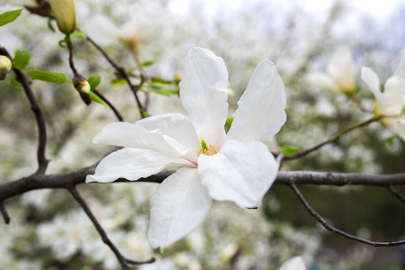 Beautiful white magnolia in spring with soft focusの写真素材