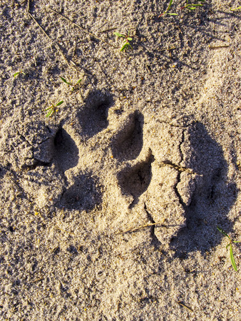 Dogs single paw print on the sand. Nature Backgrounds.の写真素材
