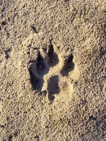 Dogs single paw print on the sand. Nature Backgrounds.の写真素材
