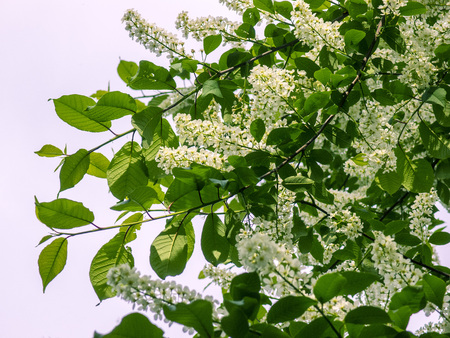 Bird cherry branch on the streetの写真素材