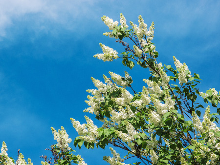 blooming white lilac on a background of blue skyの写真素材