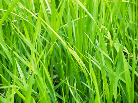 Green grass background/ green grass closeupの写真素材