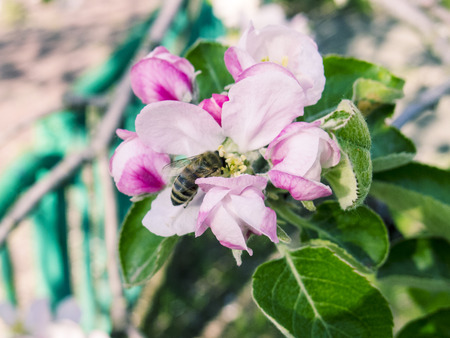 Blooming apple tree in spring time.の写真素材