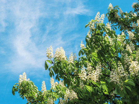 blossoming chestnut in Kiev, Ukraineの写真素材