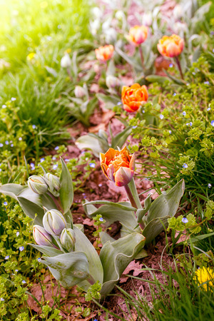 Beautiful tulips with bright accents. Color toning effect is applied.の写真素材