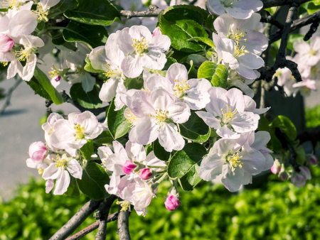 Blooming apple tree in spring time.の写真素材