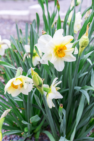 Field of blooming white daffodils in close viewの写真素材
