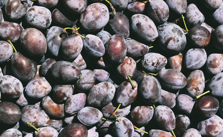 plumsの写真素材