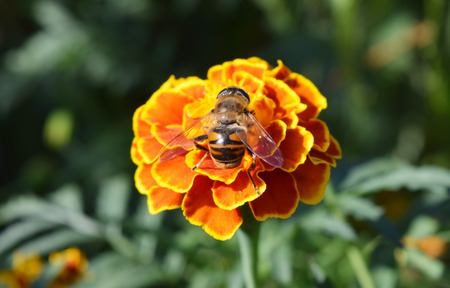 orange flower bee