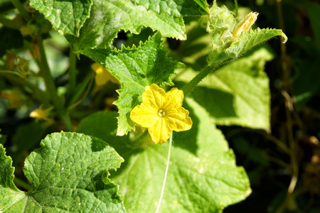 green cucumber and flower on the branchの写真素材