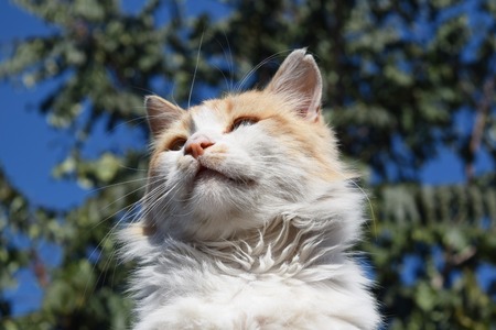 red cat on the roof of the shed in the autumn coldの写真素材