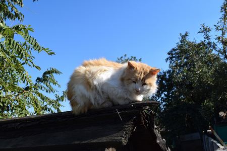 red cat on the roof of the shed in the autumn coldの写真素材