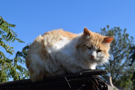 red cat on the roof of the shed in the autumn coldの写真素材