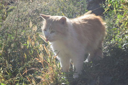 cat on the nature of the cold autumnの写真素材