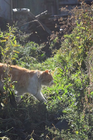cat on the nature of the cold autumnの写真素材
