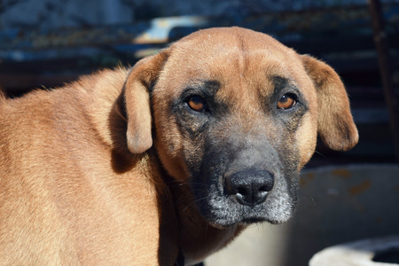 cute red dog close up in autumnの写真素材