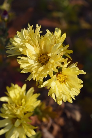 plant flowers in the autumn forest is beautifulの写真素材