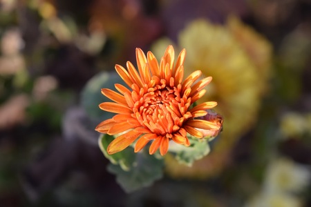 plant flowers in the autumn forest is beautifulの写真素材