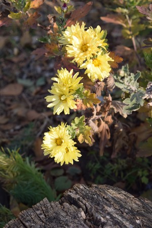 plant flowers in the autumn forest is beautifulの写真素材