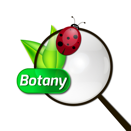 the sheet magnifier beetle botany the studyのイラスト素材