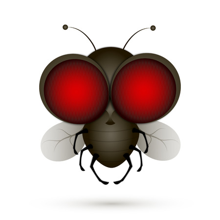 House fly insect and cartoon black fly insect. Insect hairy legs biology housefly.のイラスト素材