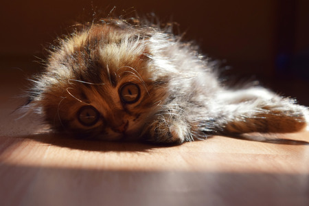 cute fluffy kitten basking in the sun in the summerの写真素材