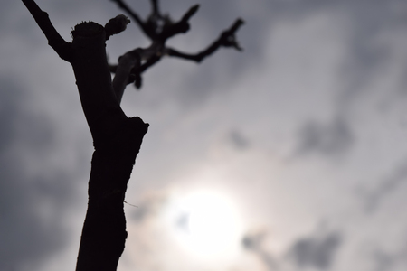 Naked branches of a treeの写真素材