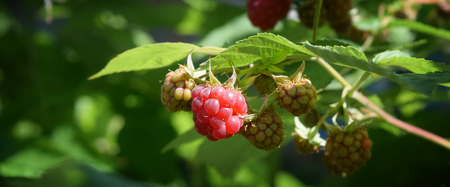 In summer red fragrant raspberry with green leaves on a branch
