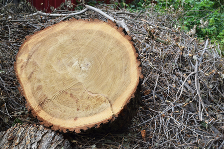 logs fellings sawmillの写真素材