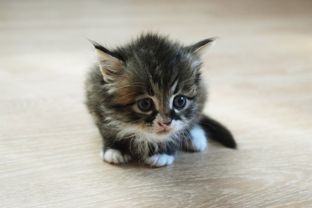 Little cat playing on the bed,closeup photoの写真素材