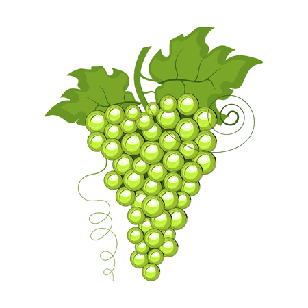 Ripe grapes isolated vector illustrationのイラスト素材