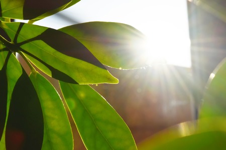 Beautiful home plant on windowsill nature backgroundの写真素材
