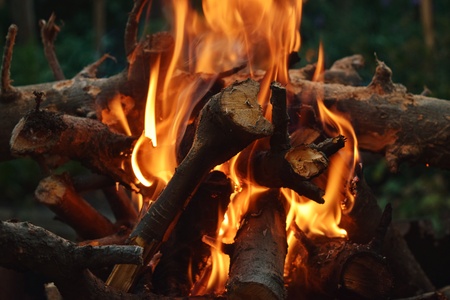 firewood hot fire boards nature wild forest