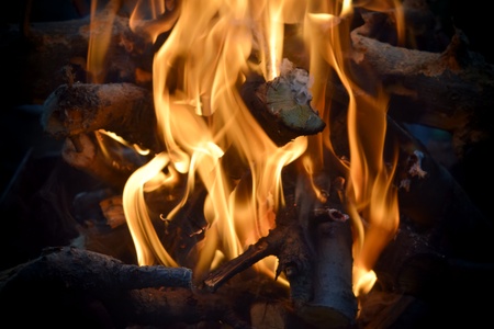 firewood hot fire boards nature wild forest