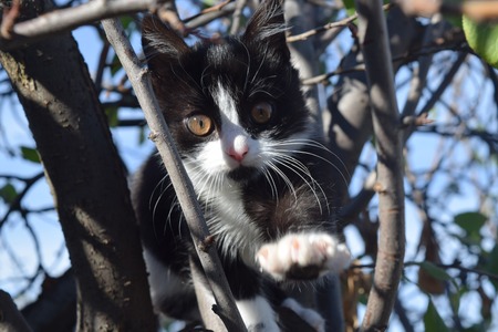 Cute fluffy cat on the street, on a Sunny day