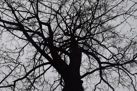 Mysterious scary forest, branches trees, vintage , Misty autumn morning above death forest. Dry trunks are sticking up.の写真素材
