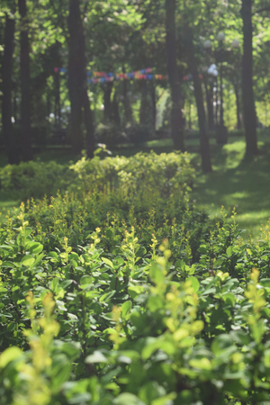 A Summer landscape in a city park. Backgroundの写真素材