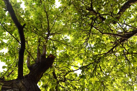Tree Crown Background For Your Web Design And Needs