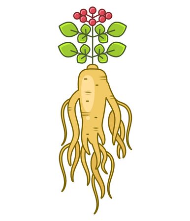 Root And Leaves Panax Ginseng. Vector Colorful Flat Illustration Of Medicinal Plants. Isolated On White Background. Biological Additives Are. Healthy Lifestyle. For Traditional Medicine, Gardening.のイラスト素材